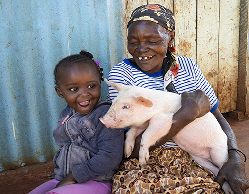 Breeding Pair of Pigs