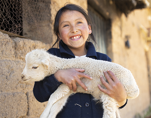 Breeding Pair of Sheep